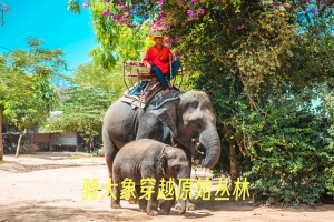 骑大象穿越原始丛林22.jpg