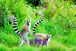 <北京到马达加斯加13日游>找寻奇幻梦境+塔那那利佛+出海观鲸+昂达西贝