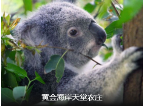 【奥凯+新南北岛】澳大利亚（凯恩斯）新西兰（南北岛）16日 