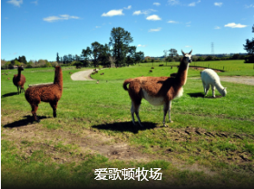 <北京到澳大利亚+新西兰12日游>5星住宿+海陆空体验+海鲜牛排美食