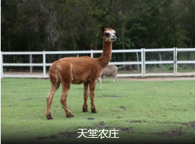<澳大利亚>北京到澳大利亚一地8日 夜宿海豚岛 南方航空深圳转机